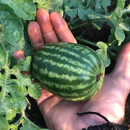 Bote Farms Finiq